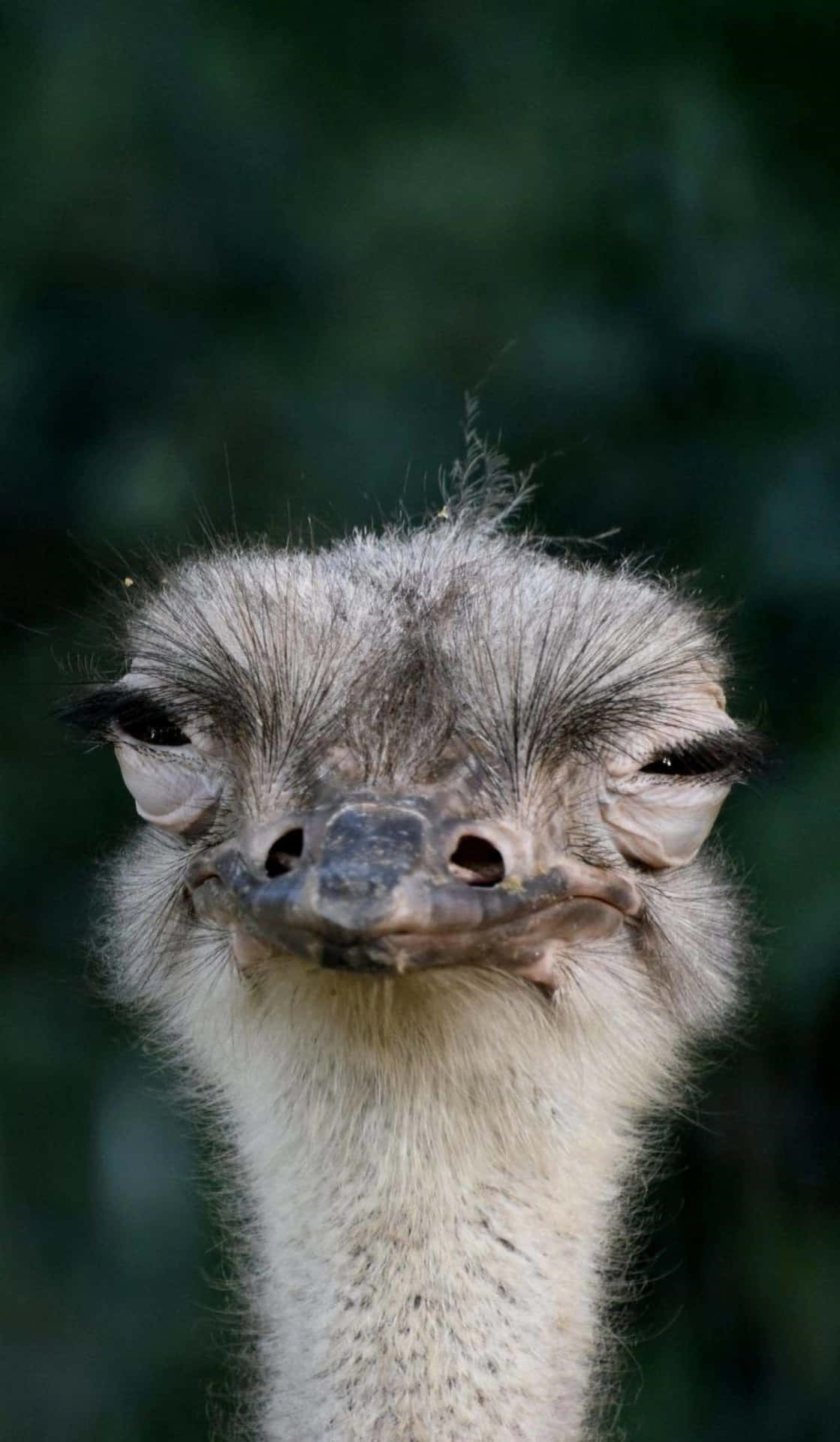 Close Up Ostrich Portrait Background