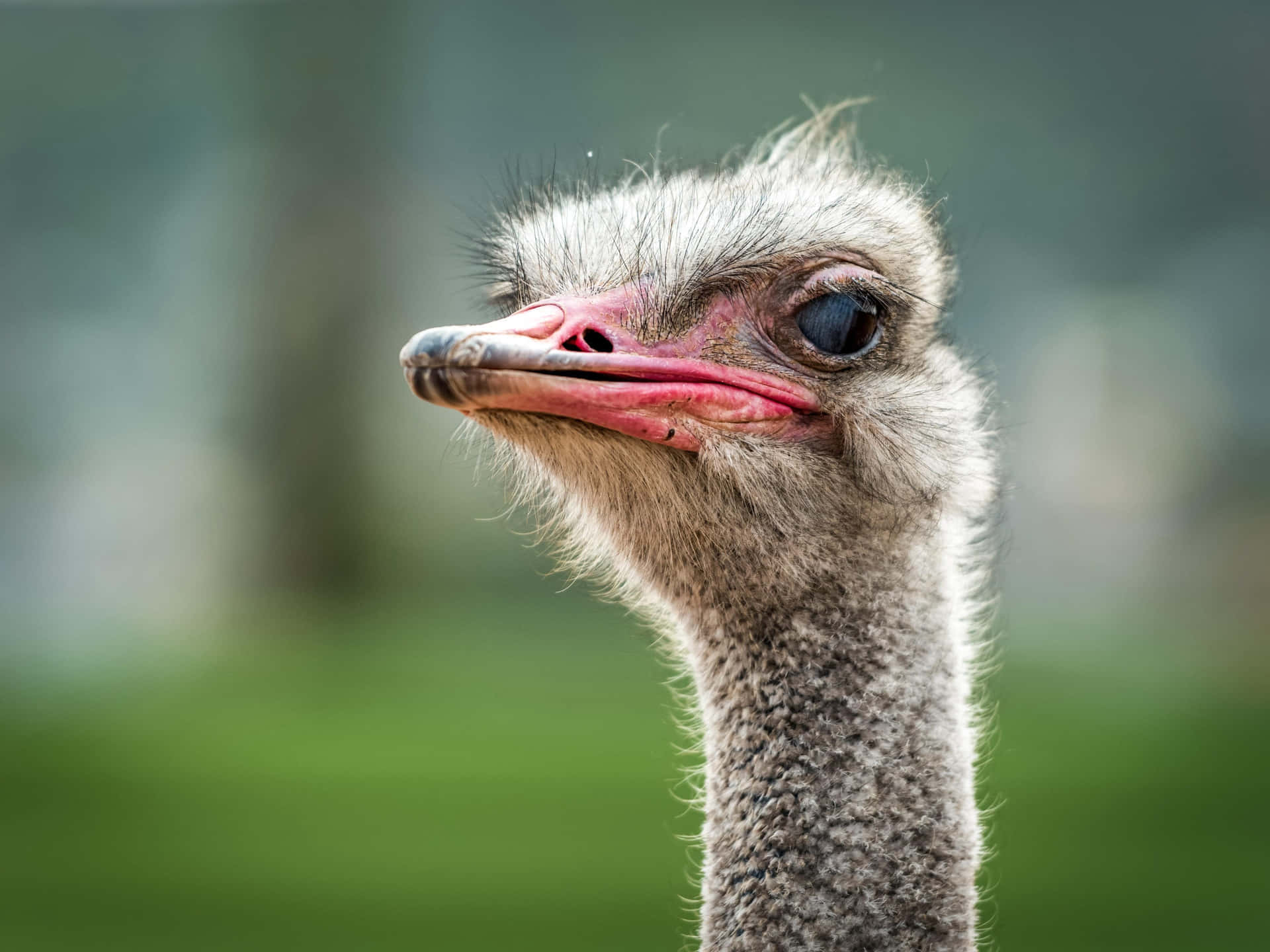 Close Up Ostrich Portrait Background