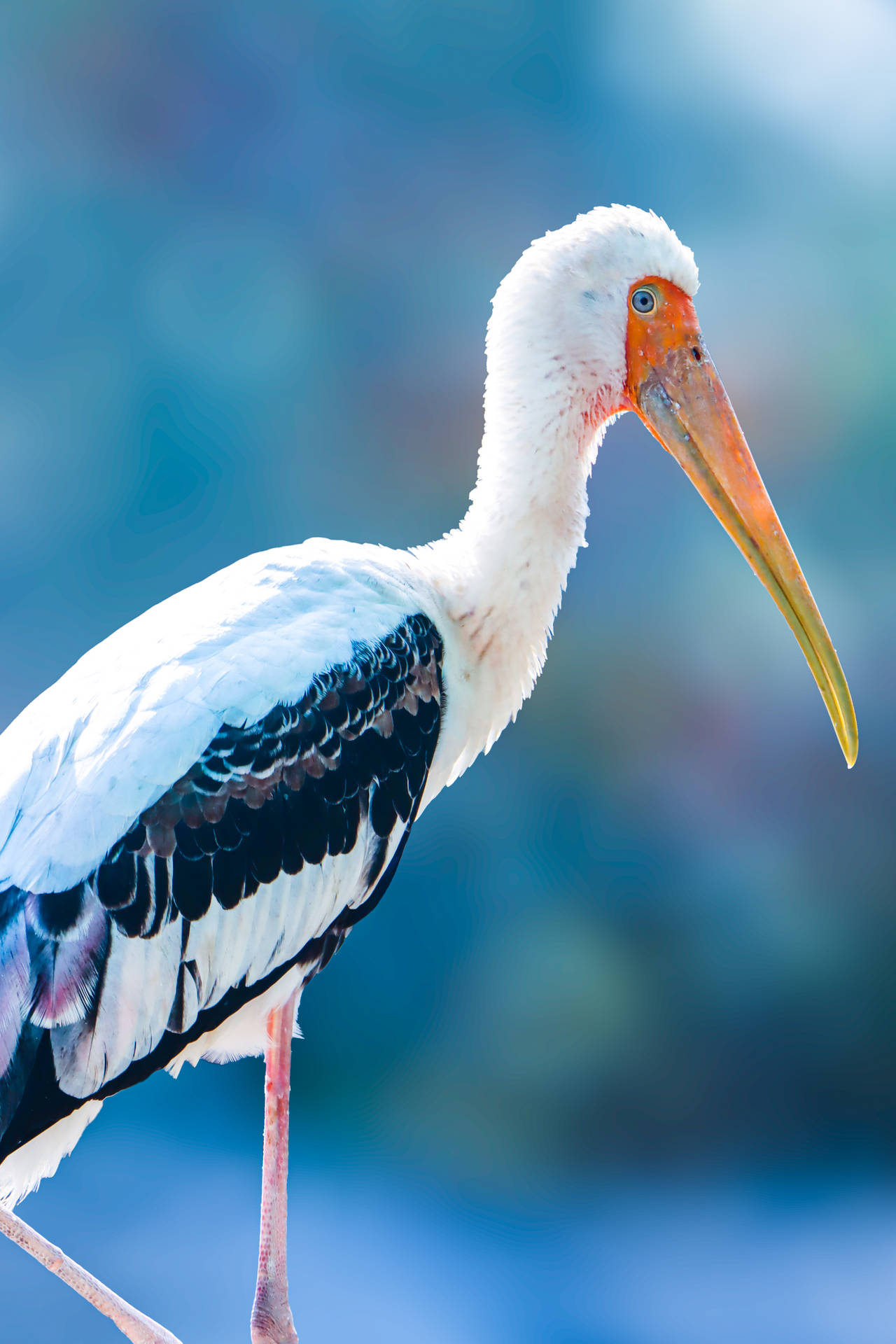 Close-up Painted Stork Beautiful Birds Background