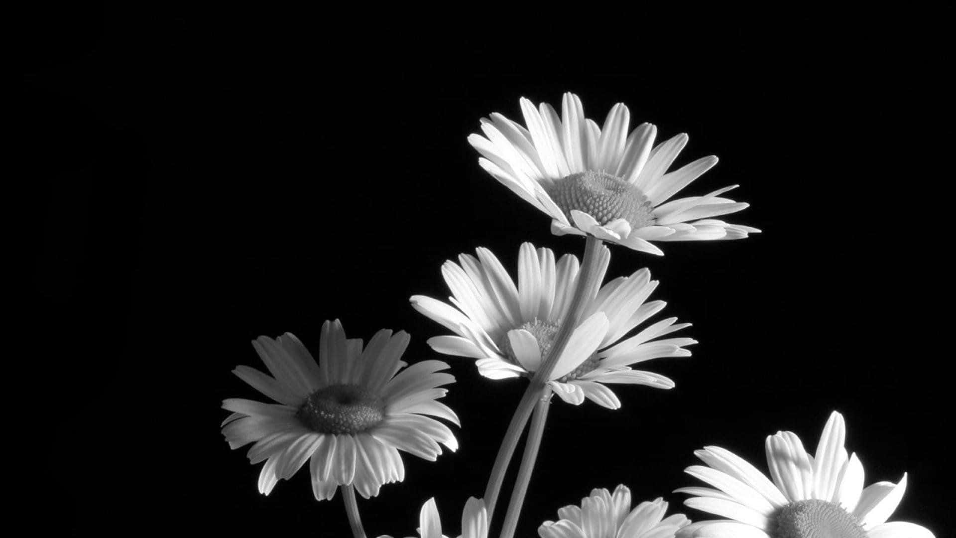 Close Up Photo Of A Black And White Flower