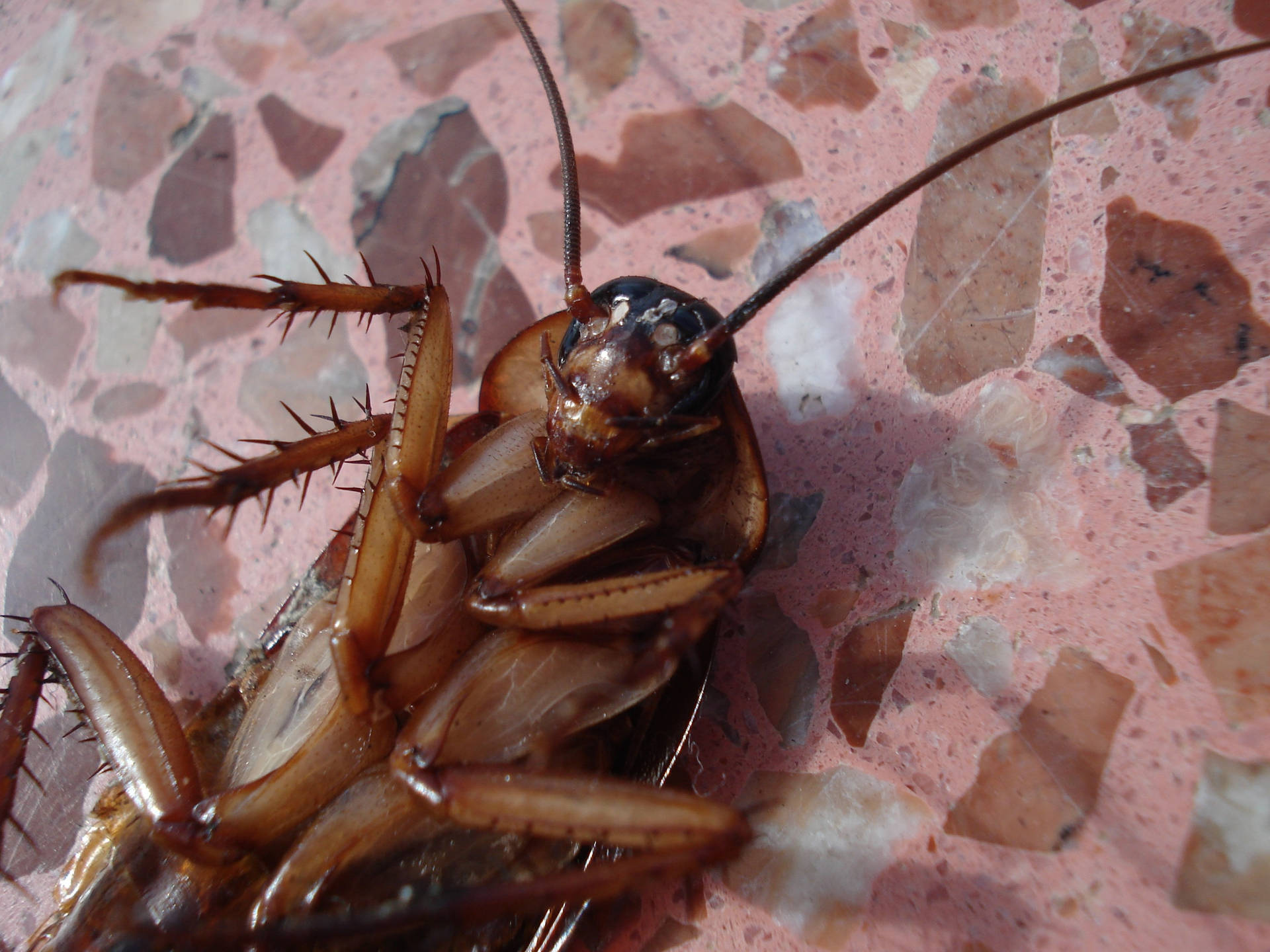 Close Up Photo Of Cockroach Background