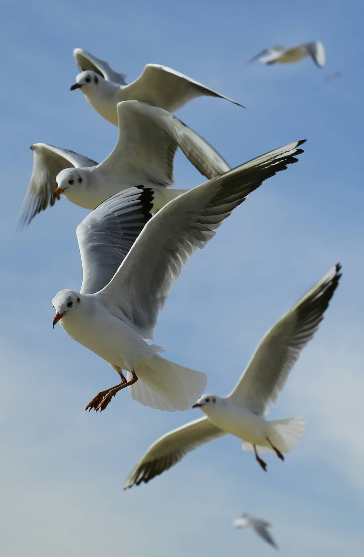 Close-up Photo Of Flock Of Flying Seagull Birds Background