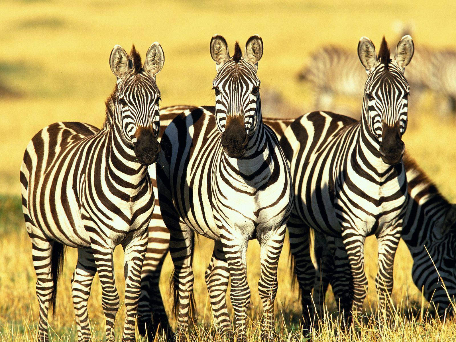 Close-up Photo Of Kenya Zebras Background
