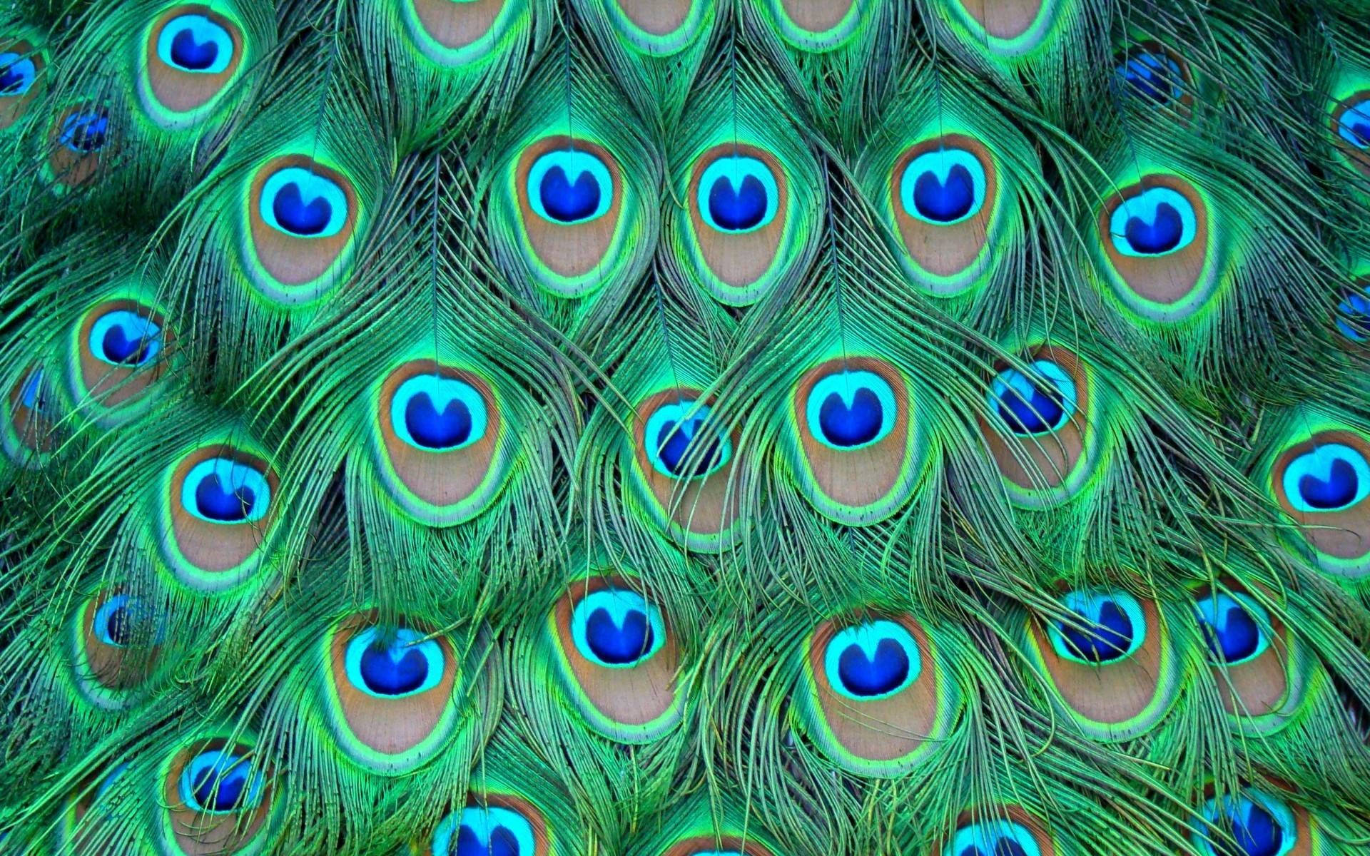 Close-up Photo Of Peacock Feathers Background