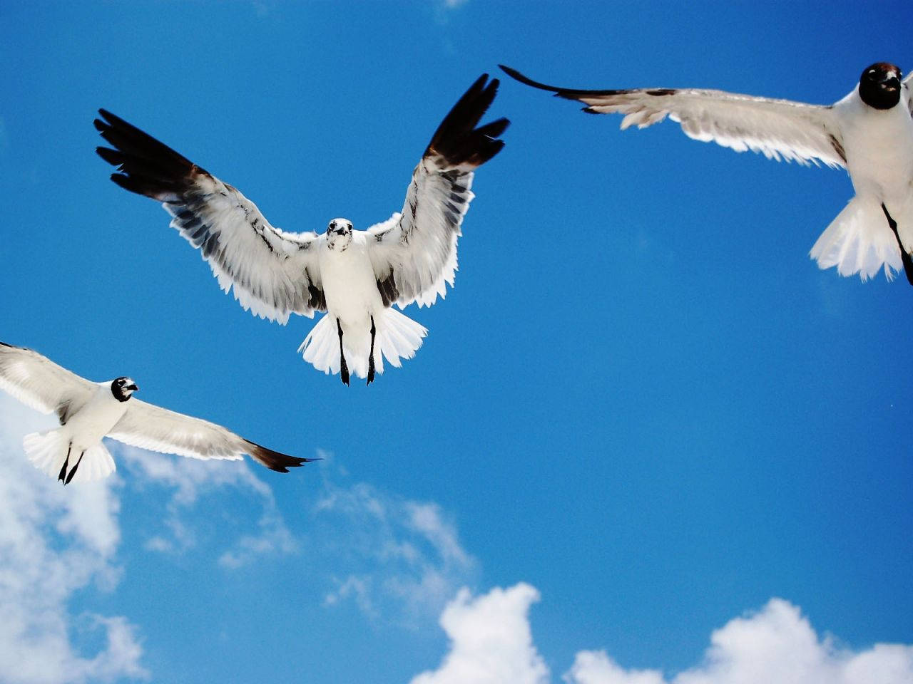 Close-up Photo Of Seagull Birds Flying Background