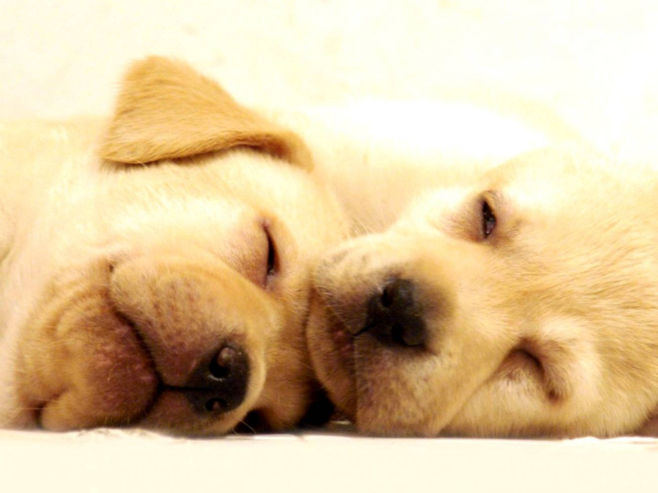 Close-up Photo Of Sleeping Labrador Dogs