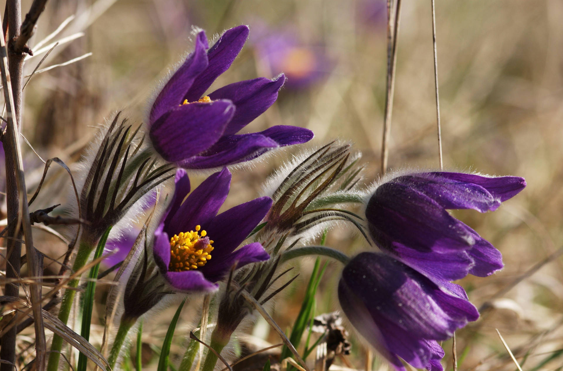 Close-up Photo Of Spring Flowers Background