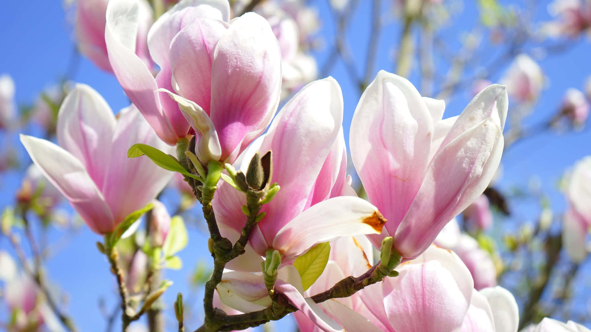 Close Up Photography Of Magnolia Flower