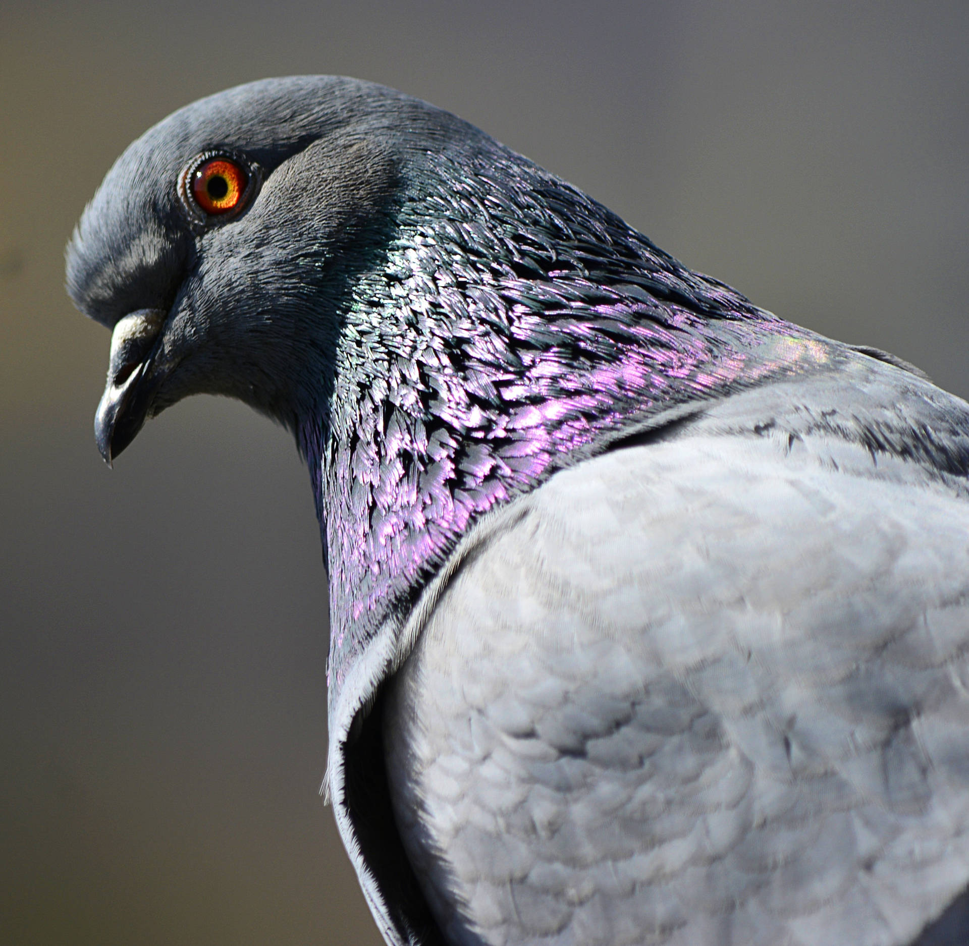 Close Up Pigeon Beautiful Birds Background