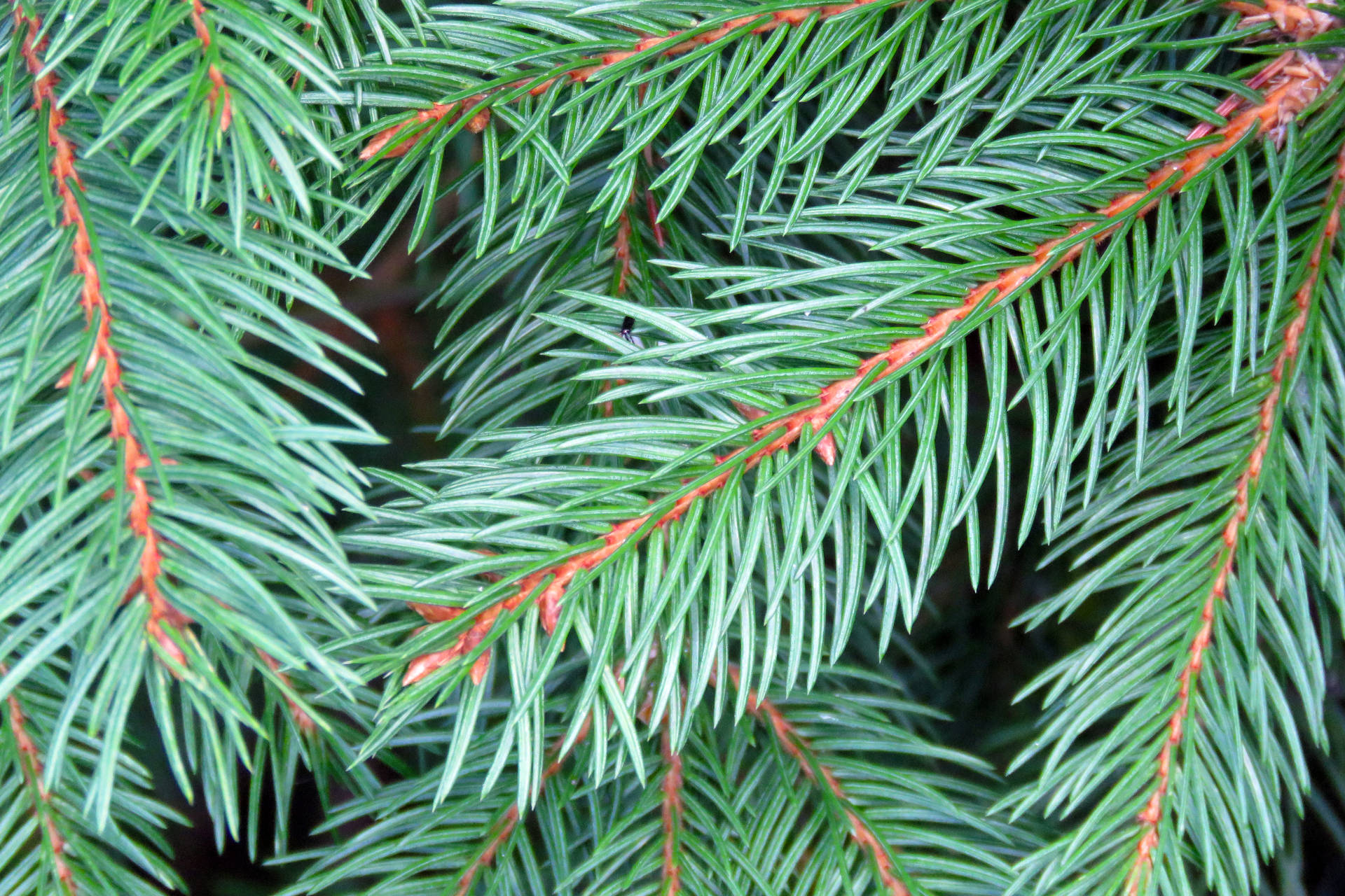 Close Up Pine Tree Background