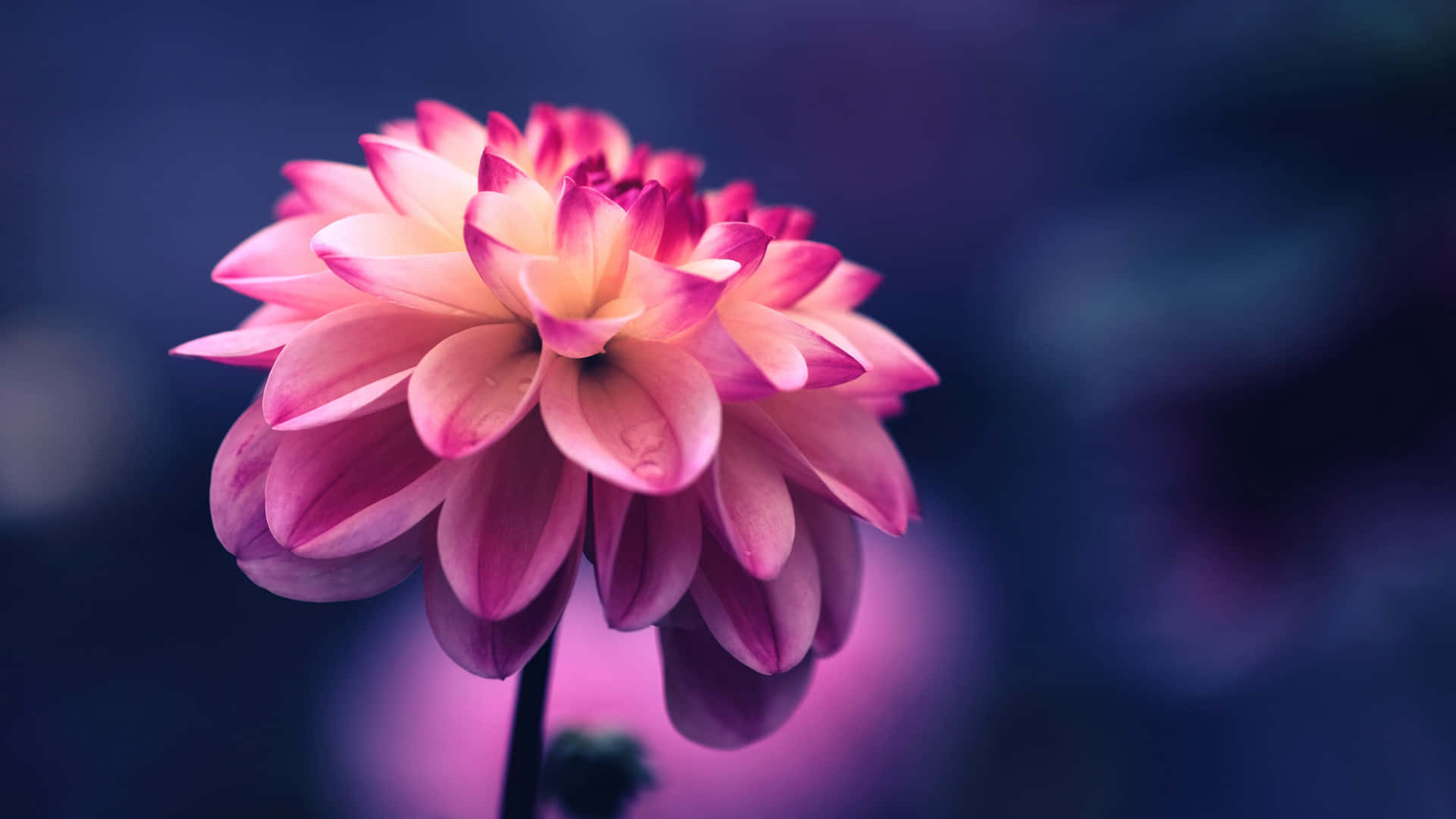 Close-up Pink Dahlia Flower Blue Background Background