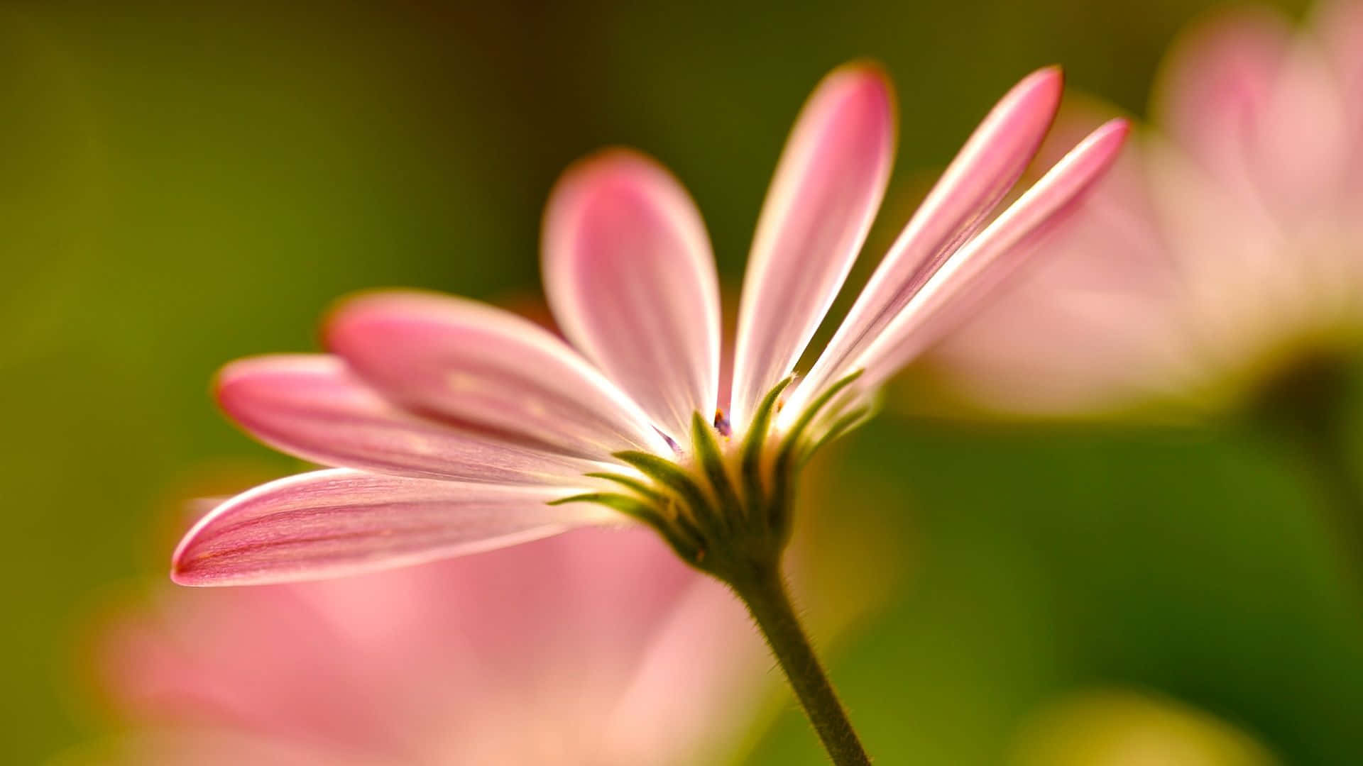 Close-up Pink Flower Petals Background