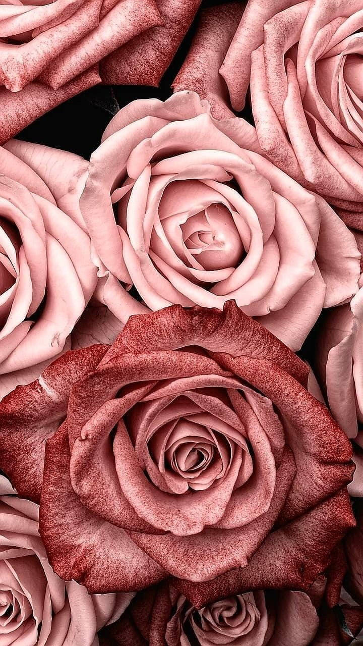 Close-up Pink Rose Aesthetic Background