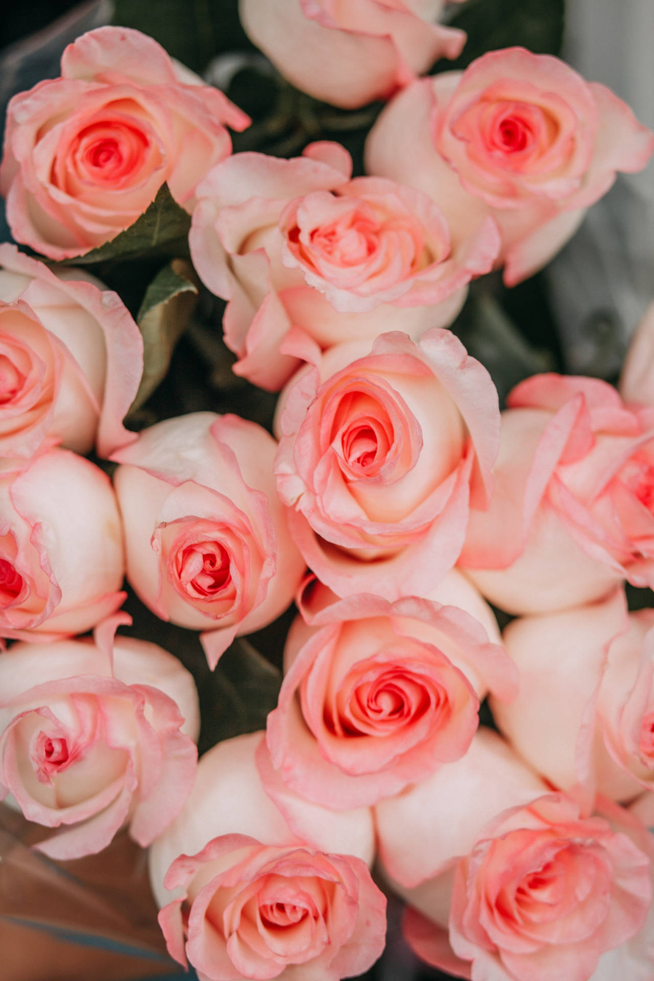 Close-up Pink Rose Aesthetic Background