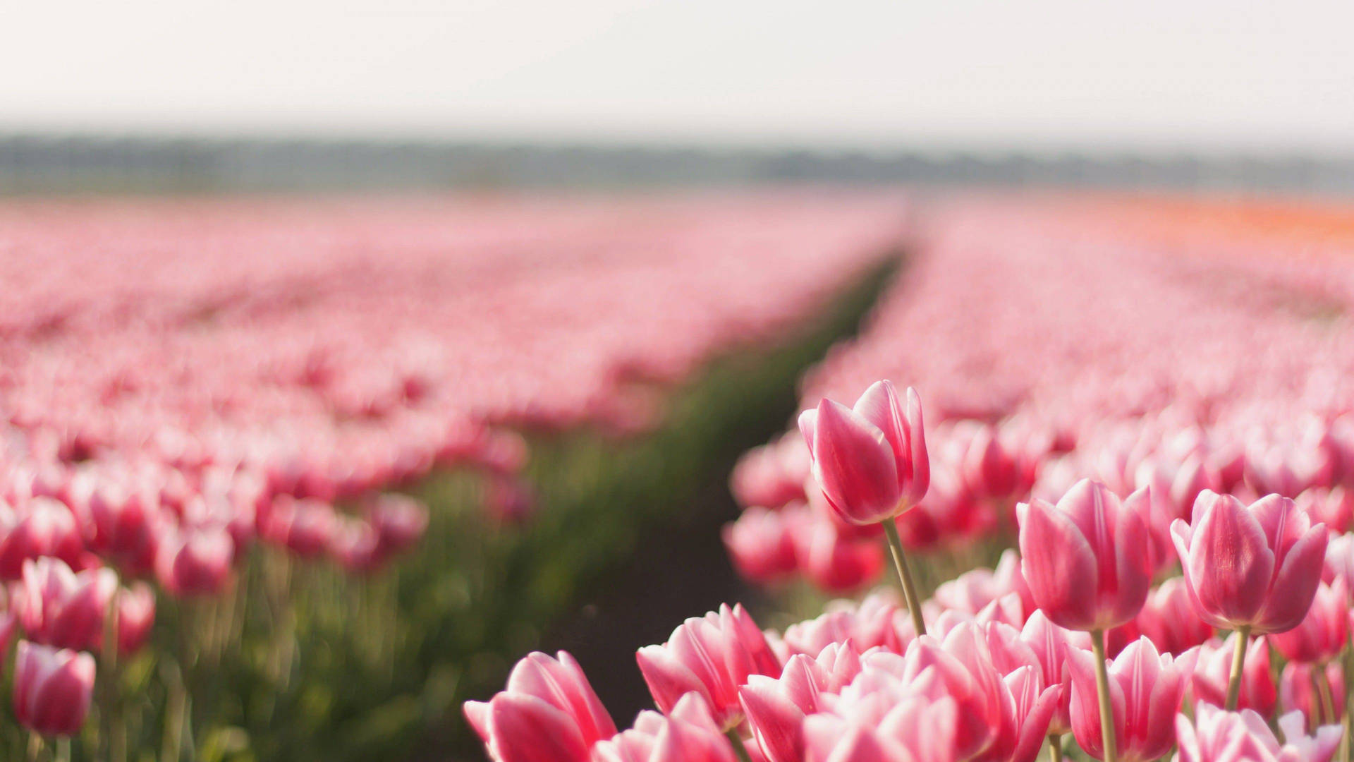 Close Up Pink Tulips Flower Field Background