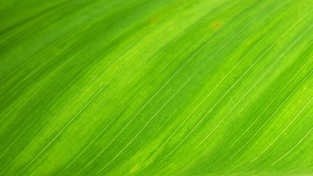 Close-up Plain Light Green Banana Leaf Background