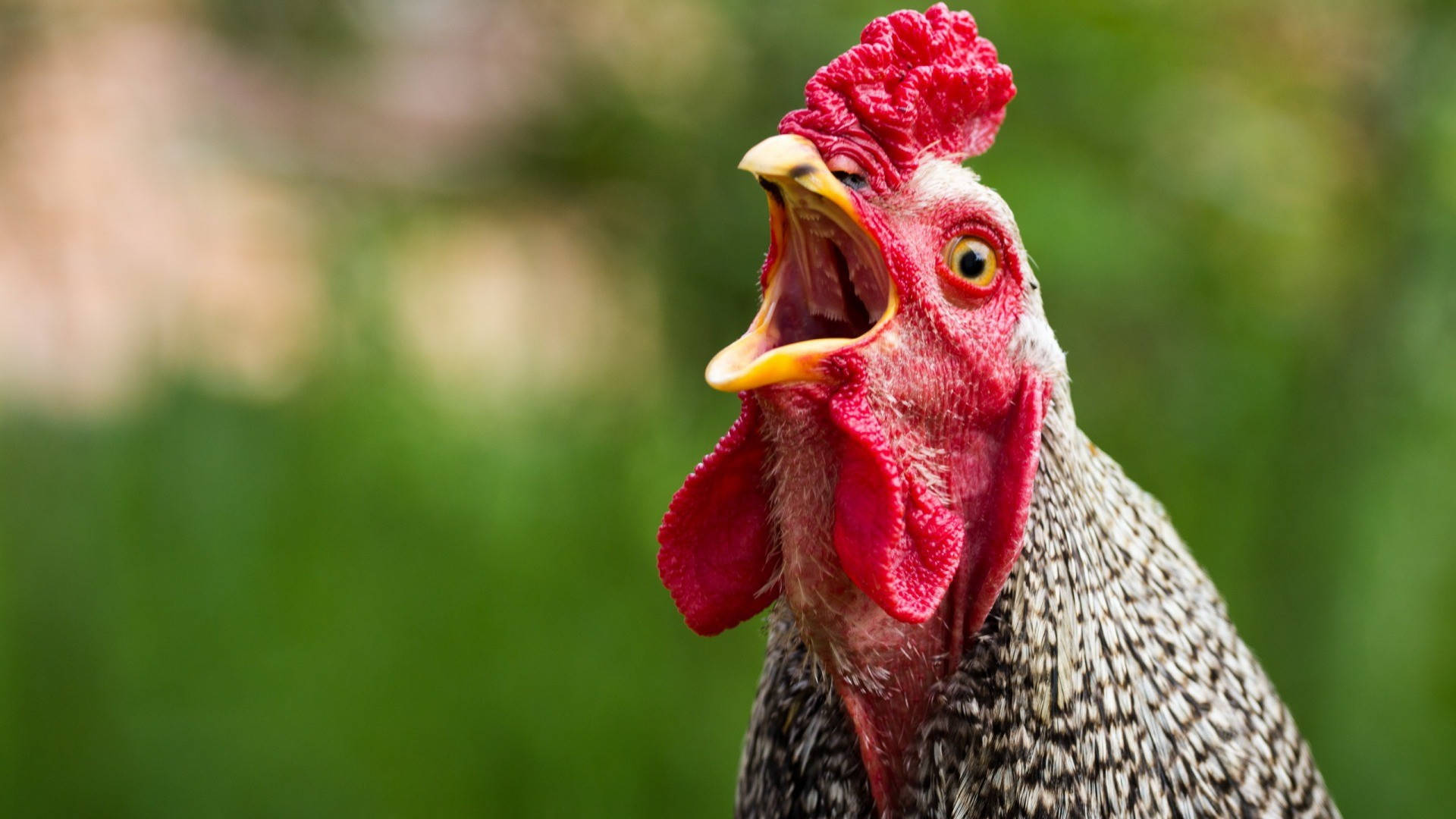 Close-up Portrait Of A Vibrant Hen Background