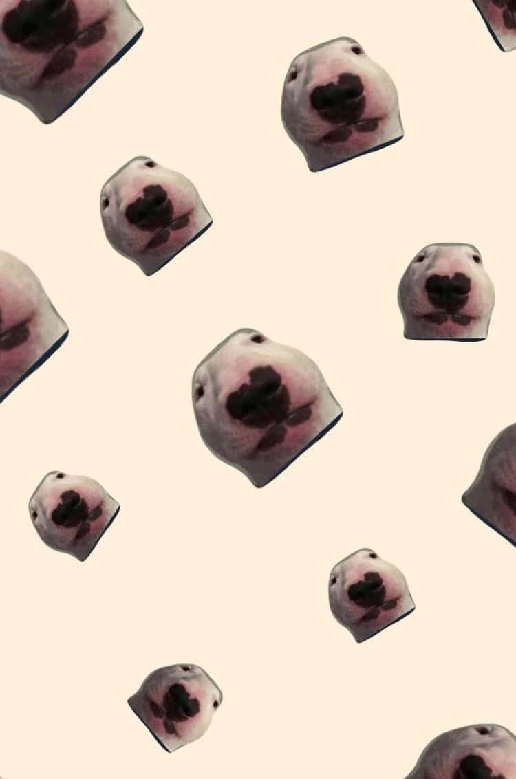 Close-up Portrait Of Walter The Internet-famous Dog Background