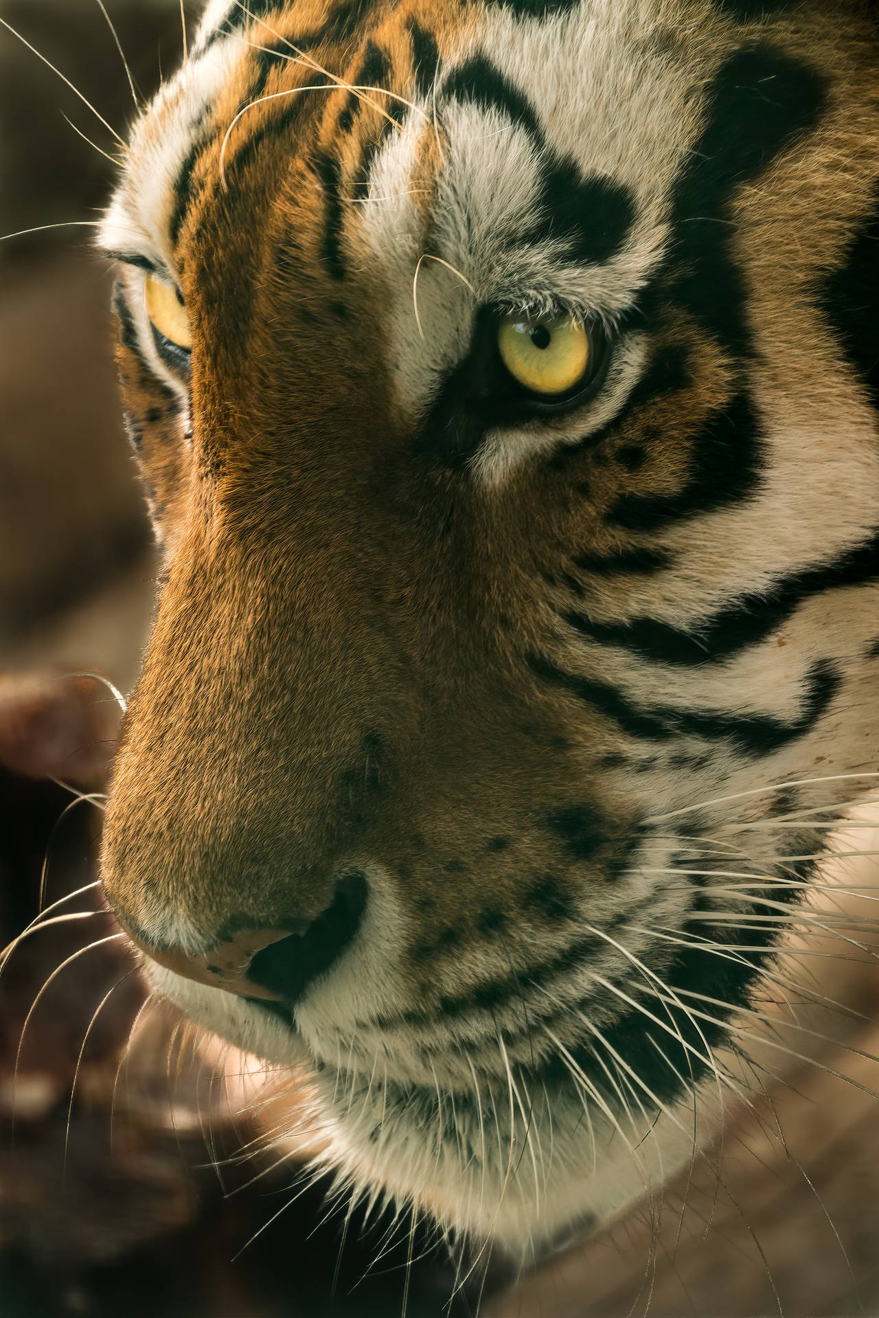 Close-up Portrait Tiger Iphone