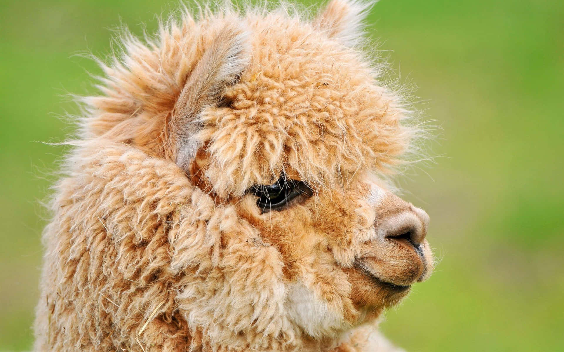 Close Up Portraitofa Llama Background