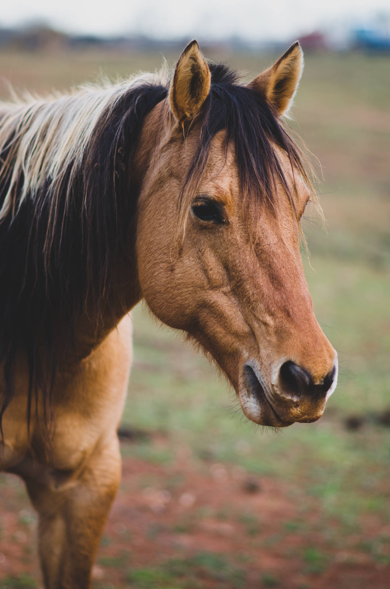 Close-up Profile Of An American Quarter Horse Background
