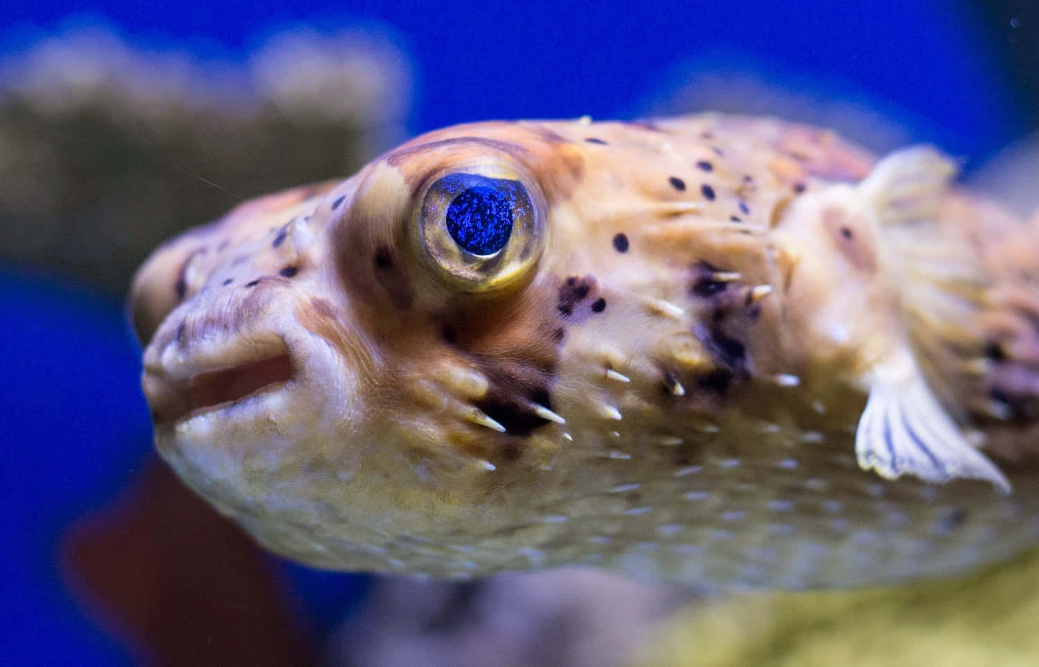 Close Up Pufferfish Portrait Background