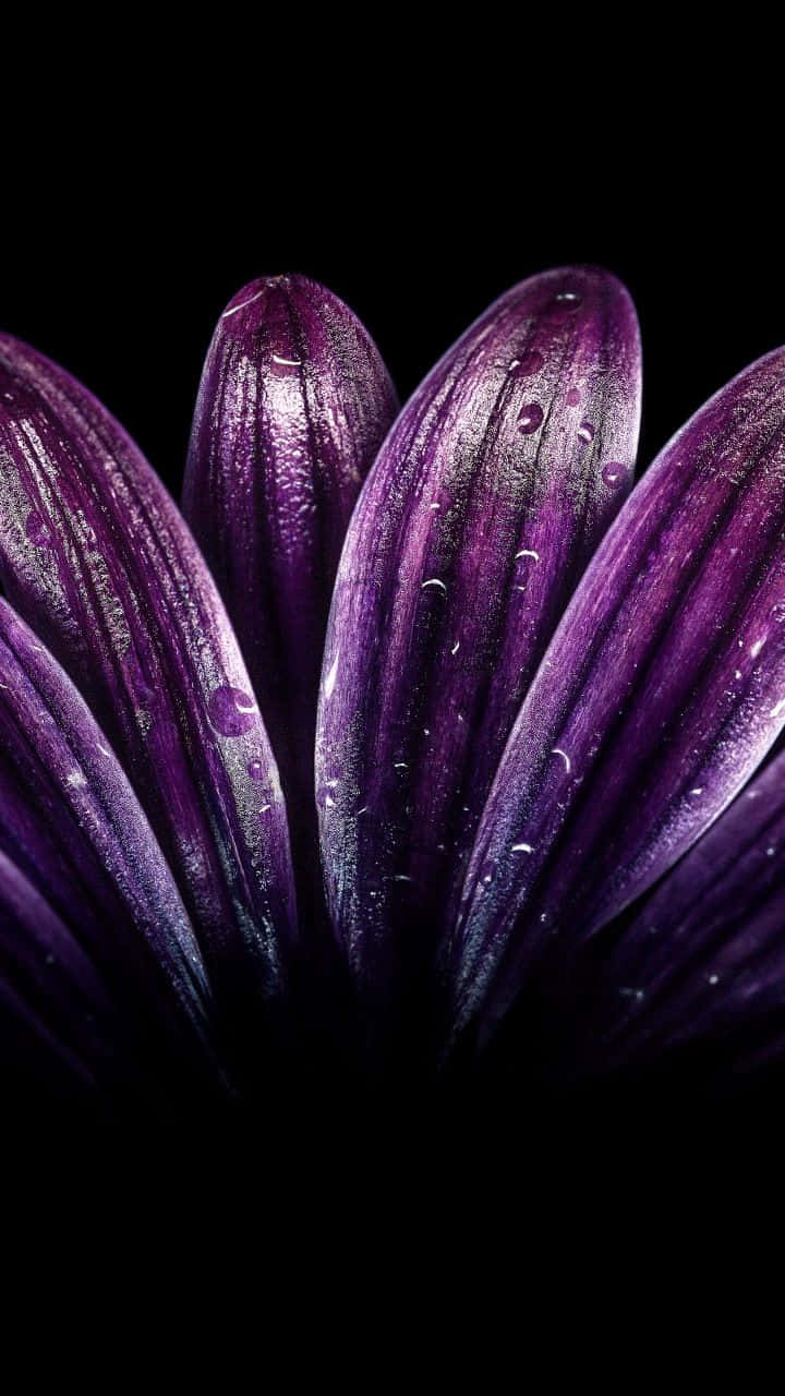 Close-up Purple Flower Stripes Background