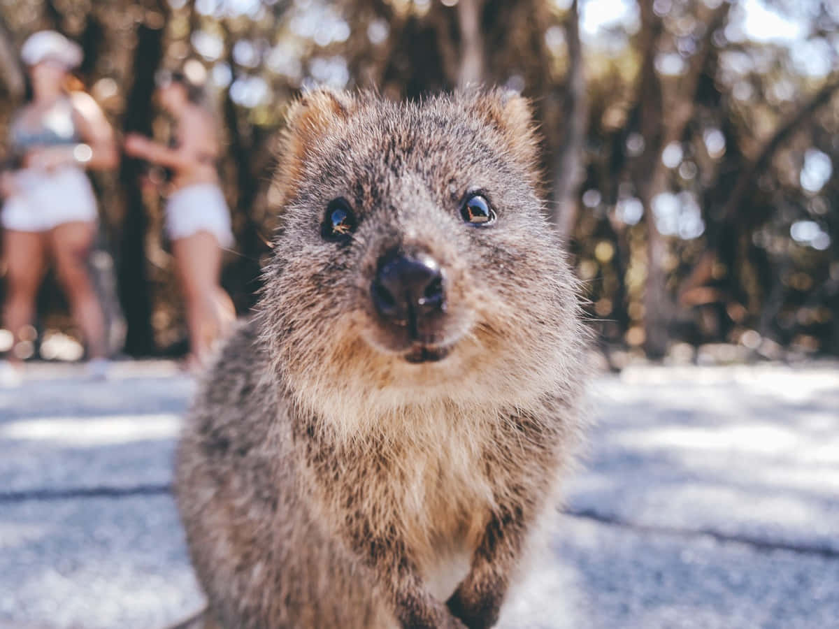 Close Up Quokka Smiling