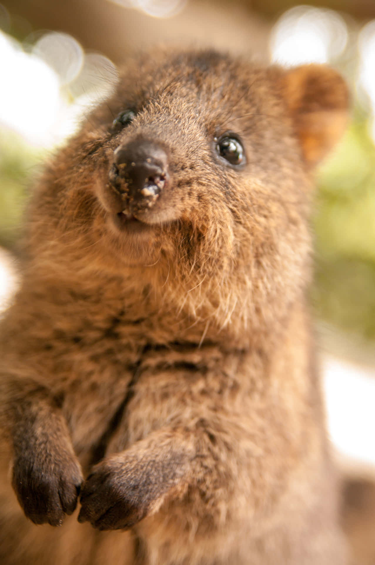 Close Up Quokka Smiling