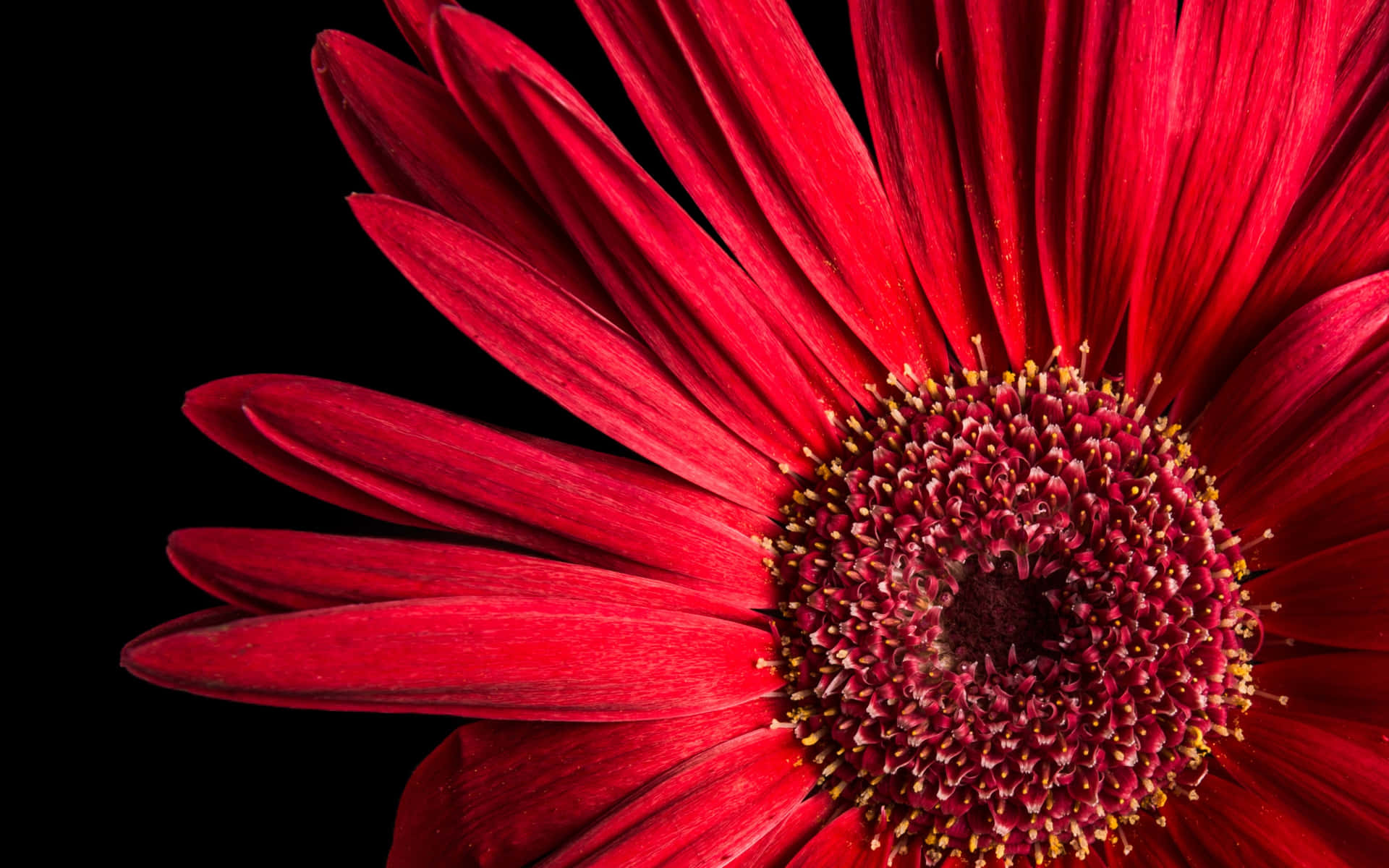 Close-up Red Daisy Flower Petal Background