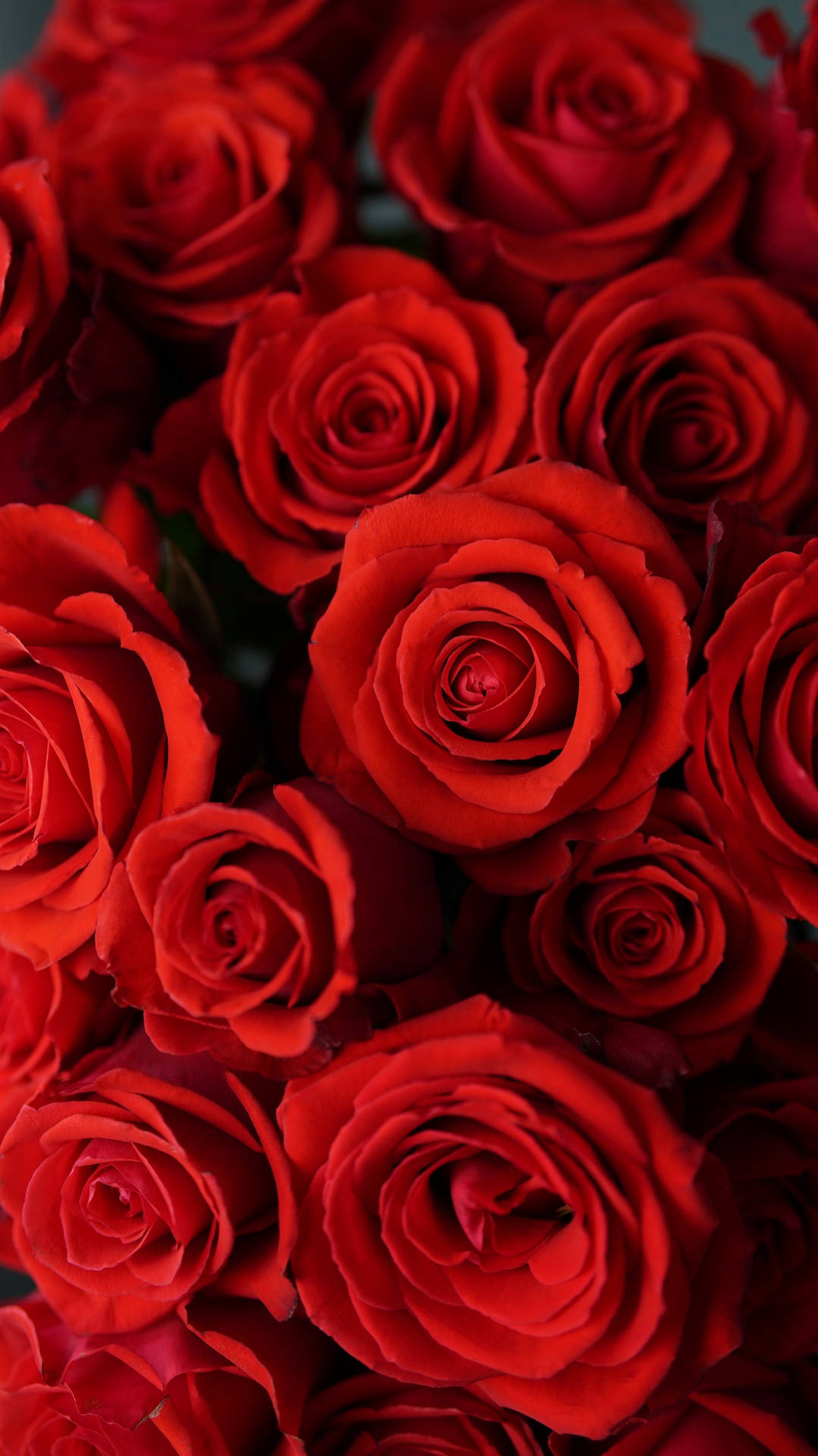 Close-up Red Rose Aesthetic Background