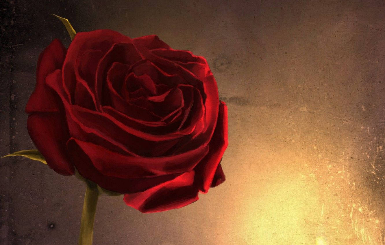 Close-up Red Rose Aesthetic Background