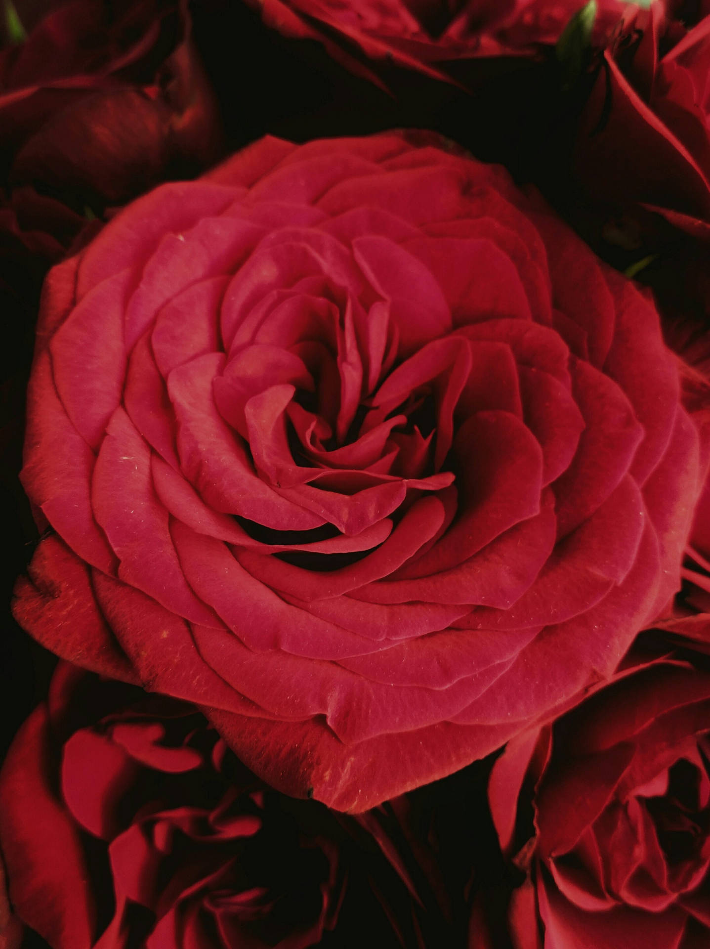 Close-up Red Roses Background