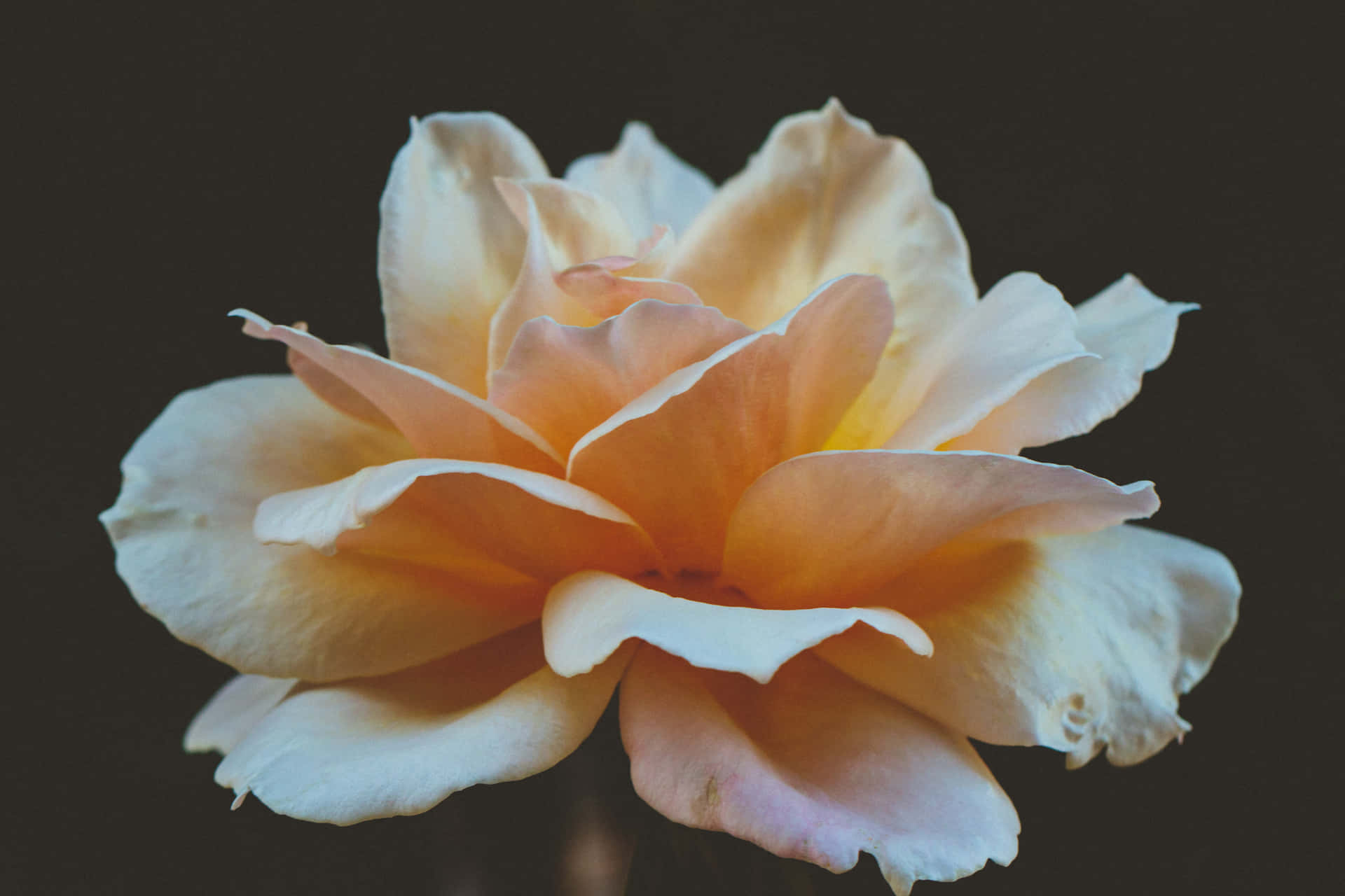 Close-up Rosa 'buff Beauty' Flower Background