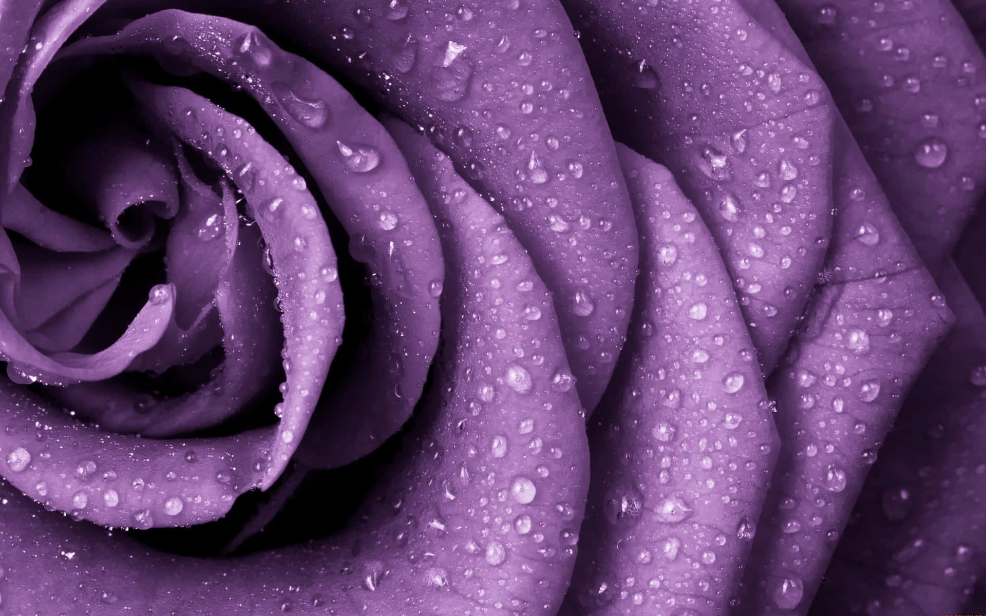 Close-up Rose Flower Purple Petals Background