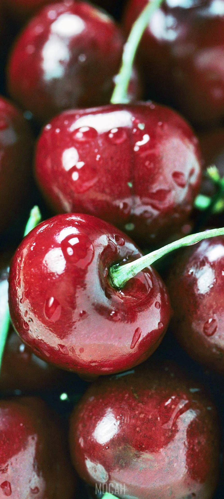 Close-up Shot Cranberry