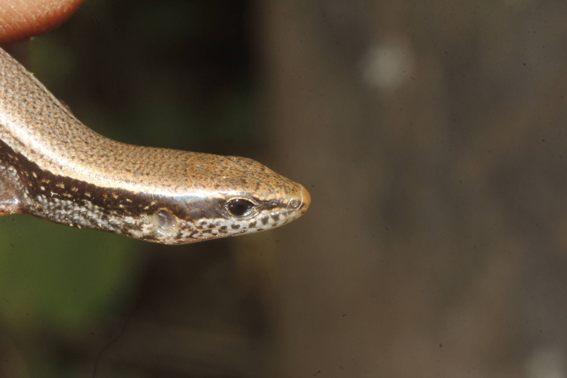 Close-up Shot Of A Brown Ground Skink