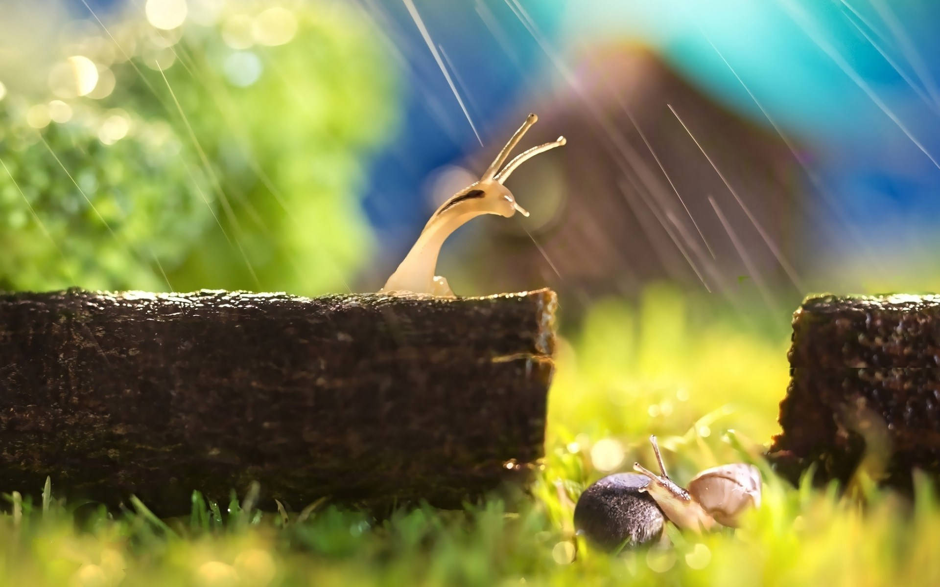 Close-up Shot Of A Garden Snail In Nature Background