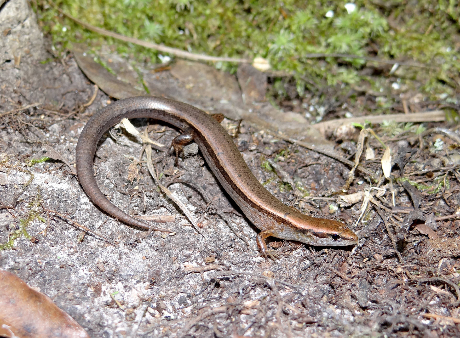 Close-up Shot Of A Ground Skink Background