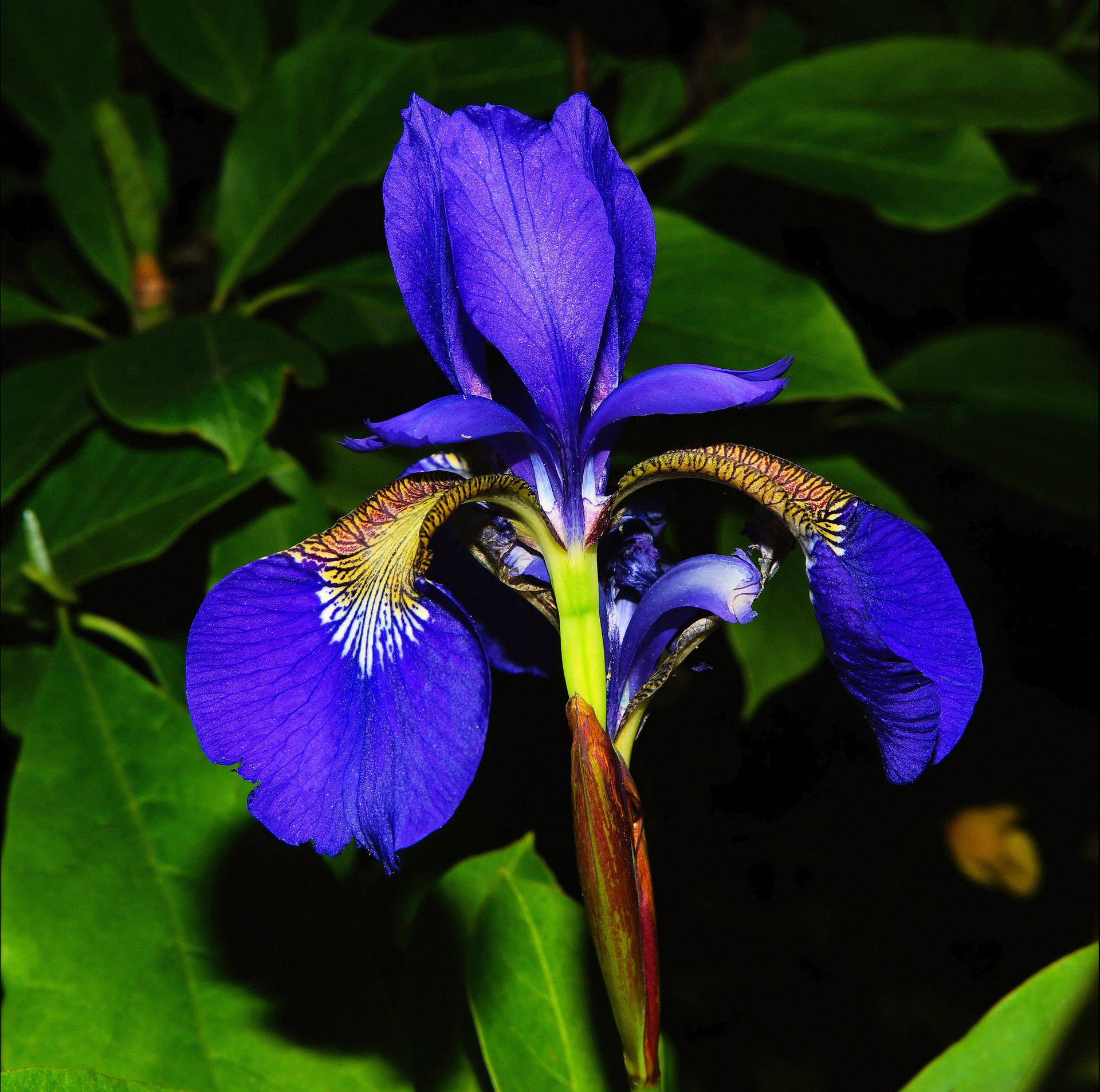 Close-up Shot Of A Mesmerizing Laevigata Iris Flower.