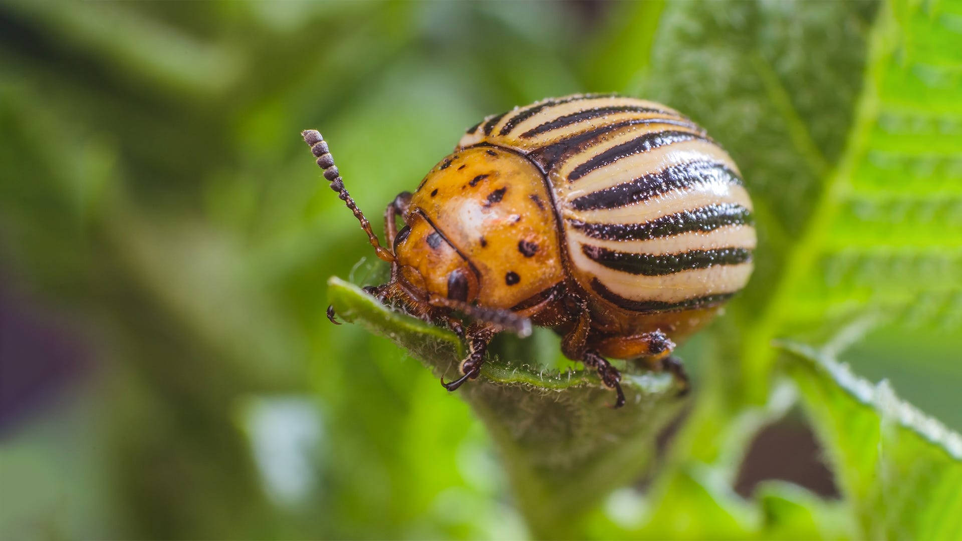 Close-up Shot Of A Vibrant Colorado Potato Beetle