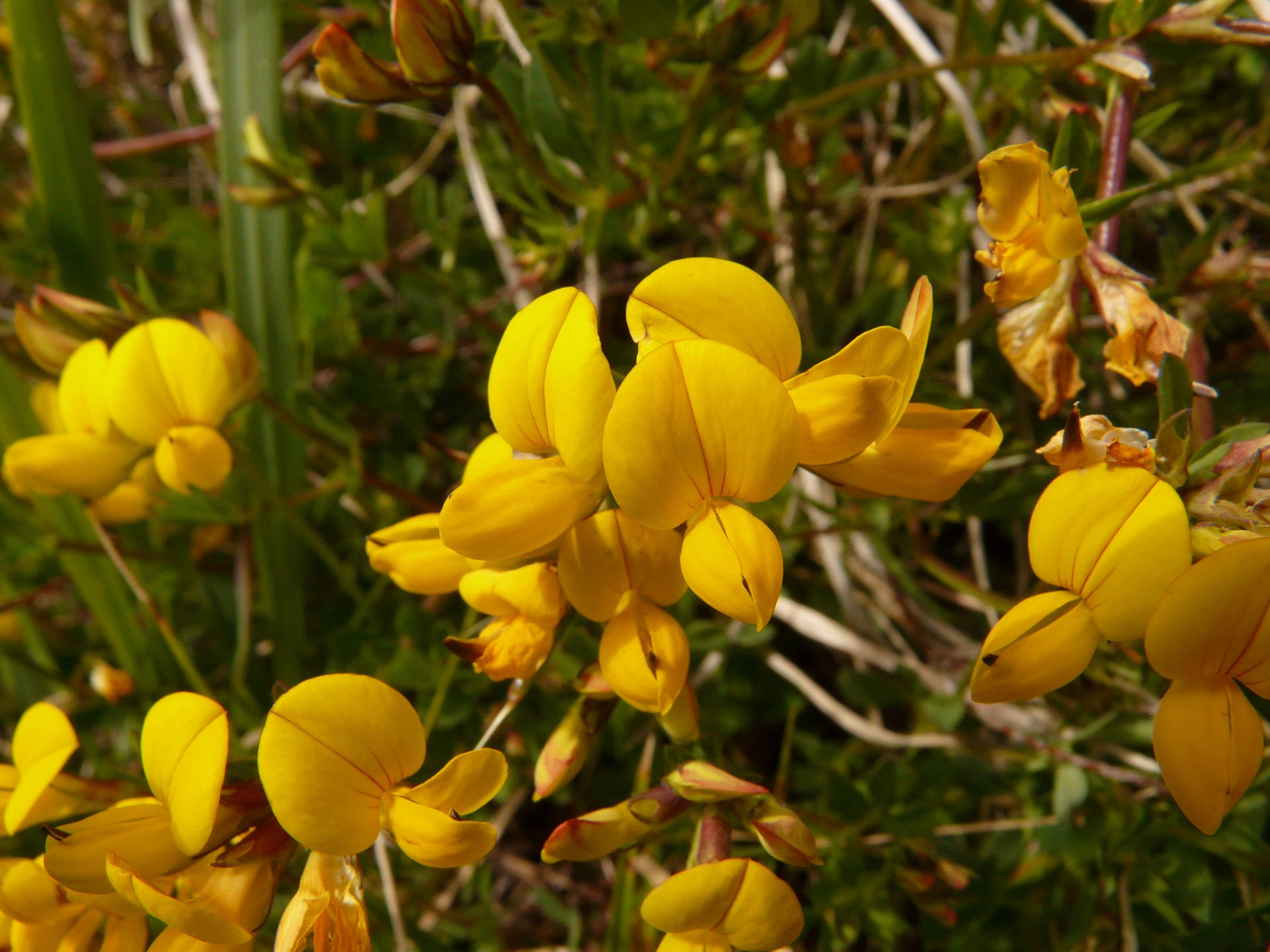 Close Up Shot Of Fenugreek Flowers Background