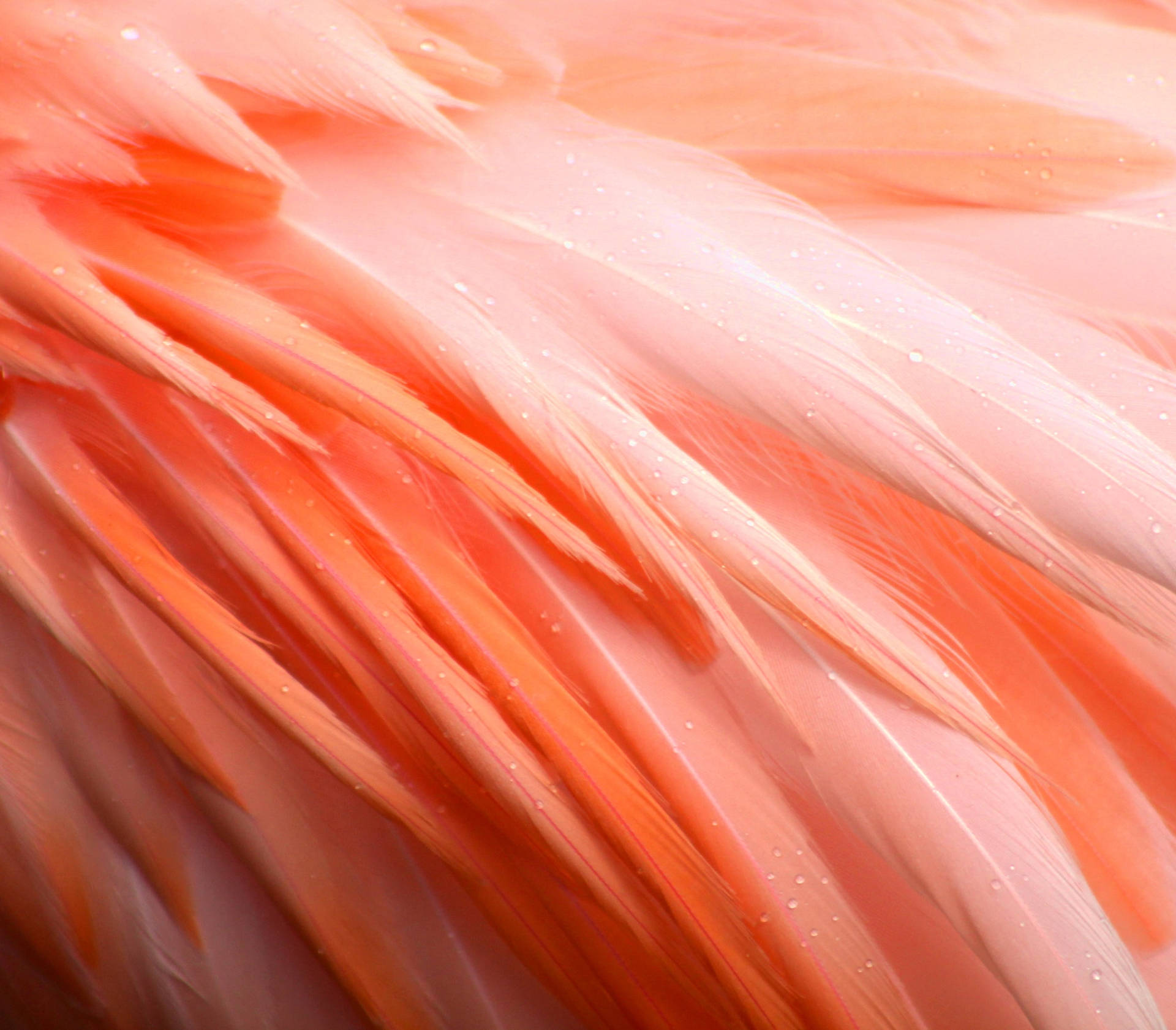 Close-up Shot Of Flamingo Feathers Background