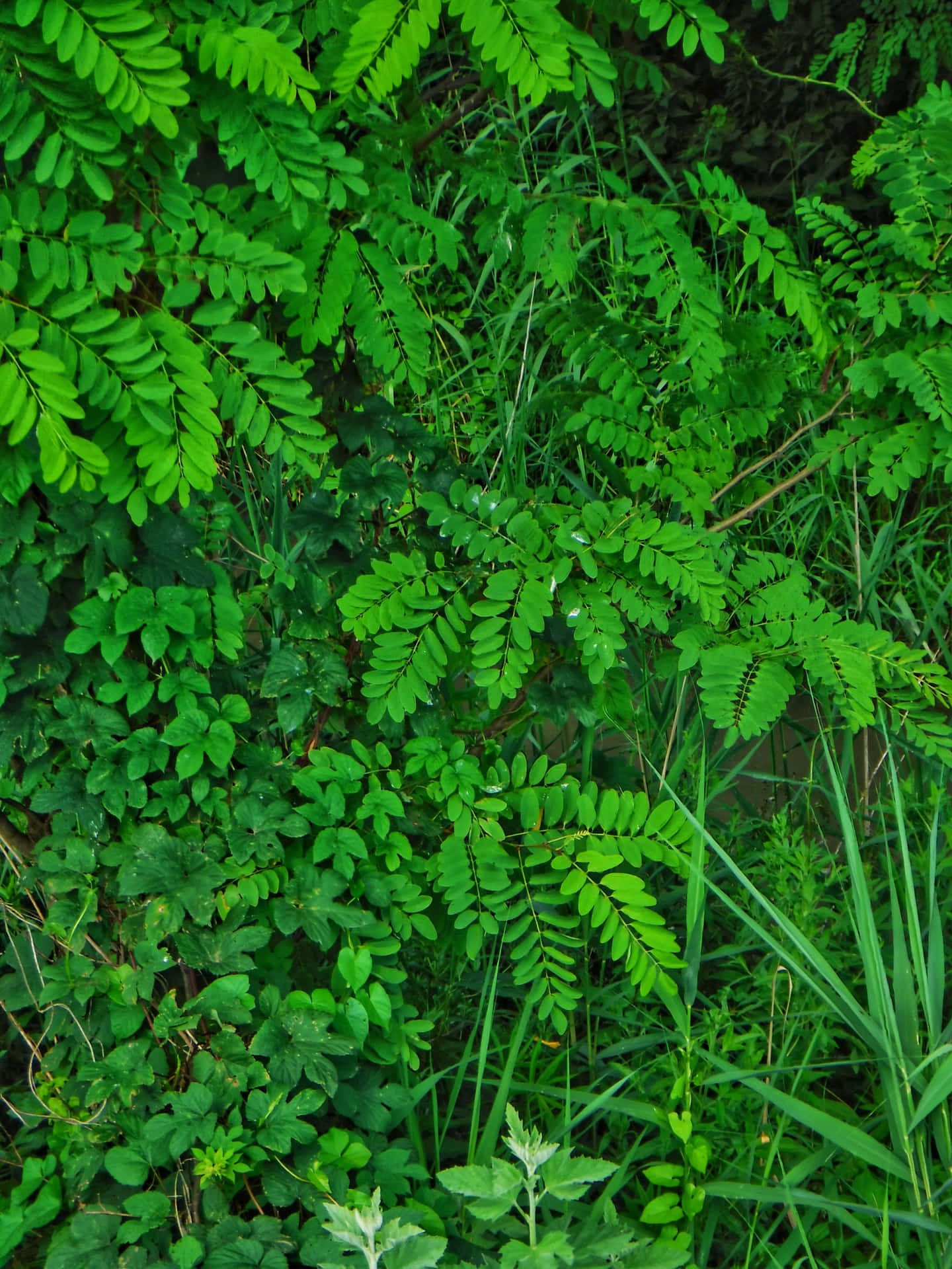 Close-up Shot Of Fresh Green Leaf Background