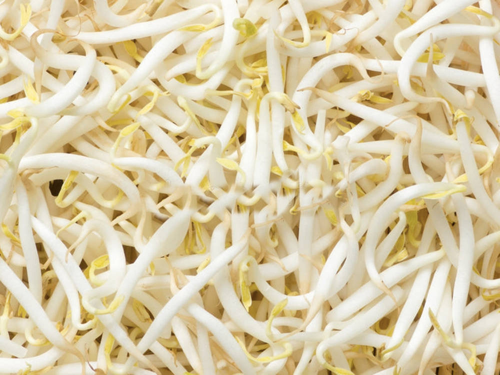 Close-up Shot Of Fresh Mung Bean Sprouts Background