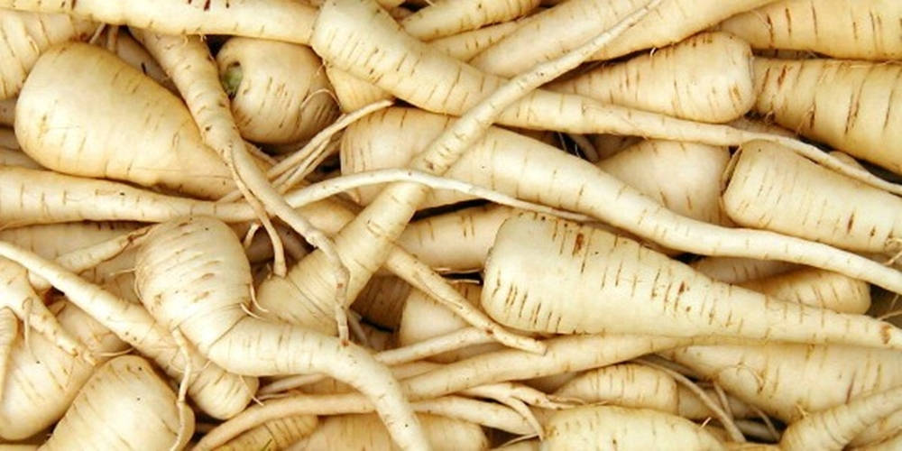 Close-up Shot Of Fresh Parsnip Root Crop Background