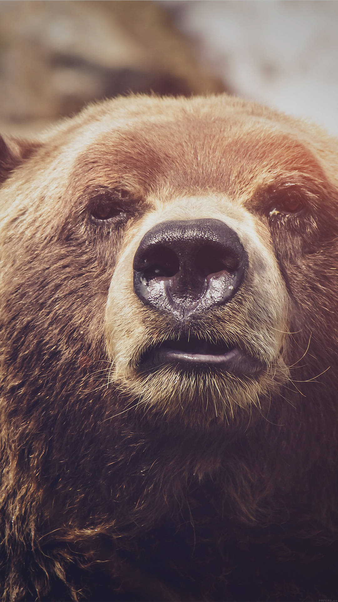 Close-up Shot Of Grizzly Bear Smartphone Background Background
