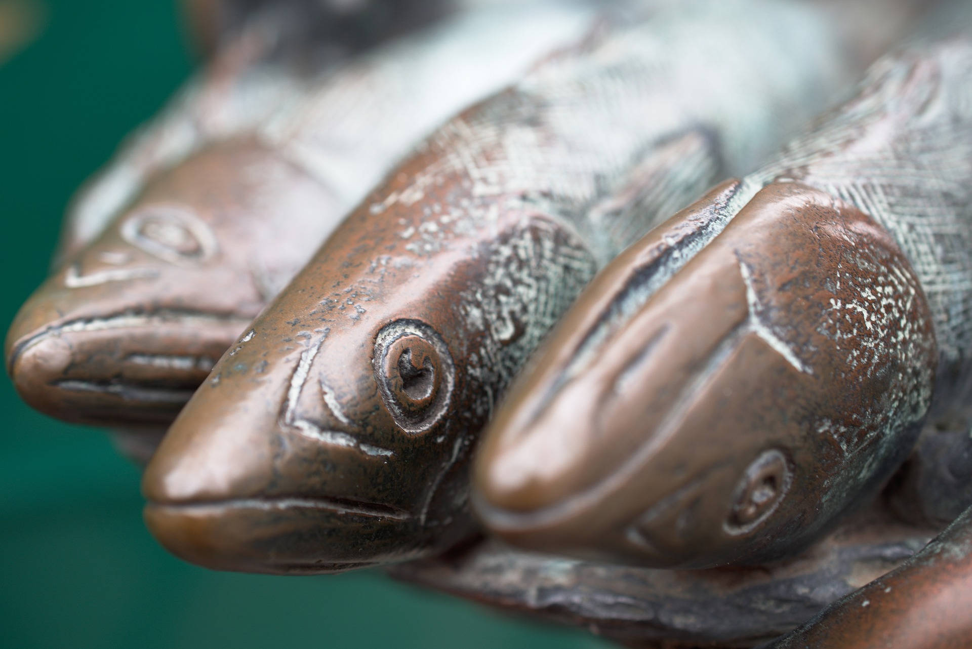 Close Up Shot Of Herring's Head Background