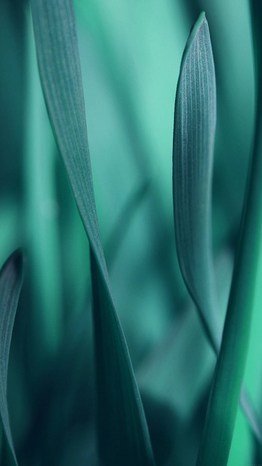 Close-up Shot Of Leaf Smartphone Background