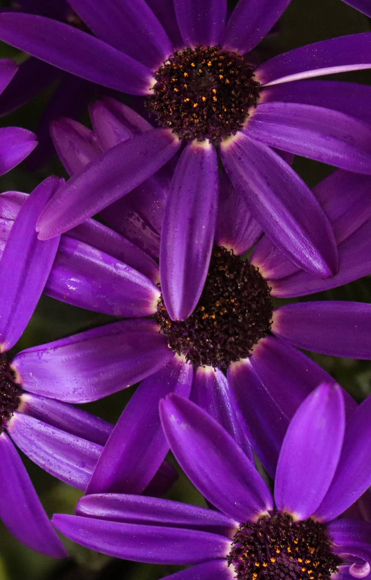 Close-up Shot Of Purple Coneflowers Background